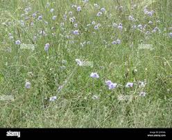 Image result for Scabiosa canescens