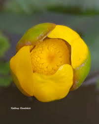 Attēlu rezultāti vaicājumam “Nuphar lutea flower”