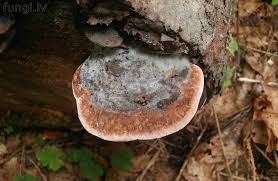 Attēlu rezultāti vaicājumam “Fomitopsis rosea”
