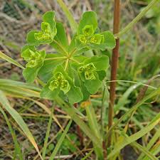 Attēlu rezultāti vaicājumam “Euphorbia helioscopia leaf”