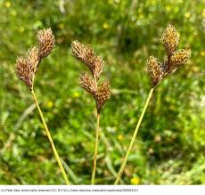 Attēlu rezultāti vaicājumam “Carex leporina”