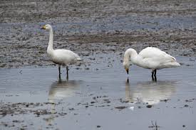Attēlu rezultāti vaicājumam “Cygnus columbianus”