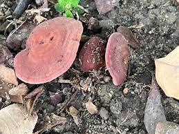 Attēlu rezultāti vaicājumam “Ombrophila violacea”