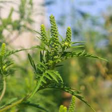 Attēlu rezultāti vaicājumam “Ambrosia artemisiifolia fruit”