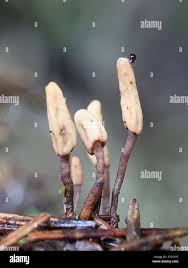 Attēlu rezultāti vaicājumam “Heyderia abietis”