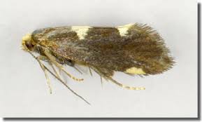 Attēlu rezultāti vaicājumam “Incurvaria oehlmanniella”