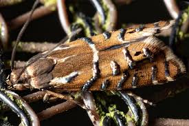 Attēlu rezultāti vaicājumam “Glyphipterigidae”