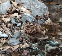 Attēlu rezultāti vaicājumam “Scolopax rusticola nest”