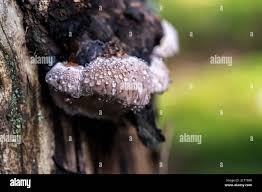 Attēlu rezultāti vaicājumam “Phellinus ferrugineofuscus”