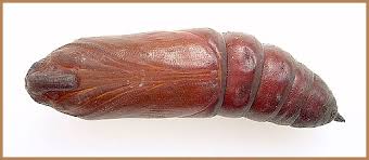 Attēlu rezultāti vaicājumam “Sphinx ligustri larva”