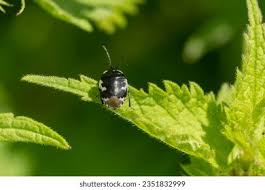 Attēlu rezultāti vaicājumam “Tritomegas bicolor nymph”