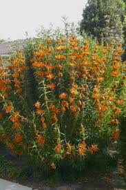 Attēlu rezultāti vaicājumam “Leonurus quinquelobatus flower”