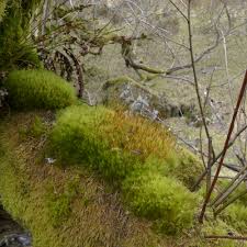 Attēlu rezultāti vaicājumam “Dicranum leioneuron”