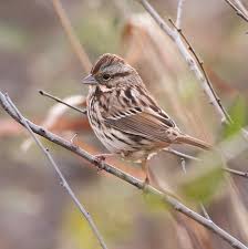 Image result for Melospiza melodia