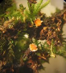 Attēlu rezultāti vaicājumam “Lamprospora tortulae-ruralis”