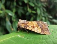 Attēlu rezultāti vaicājumam “Gortyna flavago”