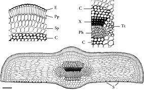 Attēlu rezultāti vaicājumam “Taxus baccata leaf”