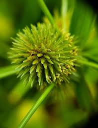 Attēlu rezultāti vaicājumam “Plagiothecium latebricola macro”