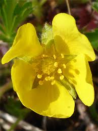 Attēlu rezultāti vaicājumam “Potentilla arenaria flower”