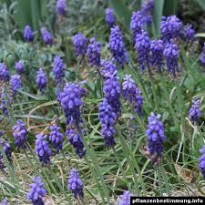 Attēlu rezultāti vaicājumam “Muscari botryoides”