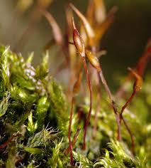 Attēlu rezultāti vaicājumam “Pylaisia polyantha”