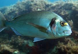 Image result for Sparus aurata
