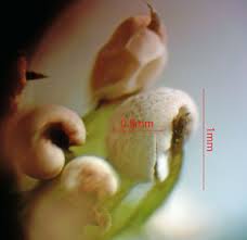 Attēlu rezultāti vaicājumam “Diderma chondrioderma macro”