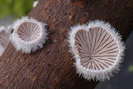Attēlu rezultāti vaicājumam “Schizophyllum commune”