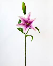 Attēlu rezultāti vaicājumam “Lilium lancifolium bud”