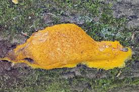 Attēlu rezultāti vaicājumam “Fuligo septica var. flava young”