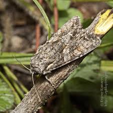 Attēlu rezultāti vaicājumam “Lacanobia contigua”