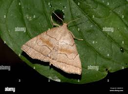 Attēlu rezultāti vaicājumam “Polypogon tentacularius male”