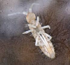 Attēlu rezultāti vaicājumam “Heteromurus nitidus”