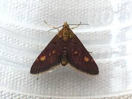 Attēlu rezultāti vaicājumam “Pyrausta aurata”