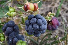 Attēlu rezultāti vaicājumam “Rubus caesius”