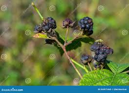 Attēlu rezultāti vaicājumam “Rubus caesius fruit”
