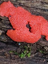 Attēlu rezultāti vaicājumam “Tubifera ferruginosa (subsp. ferruginosa) sessile”