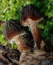 Attēlu rezultāti vaicājumam “Pluteus umbrosus”