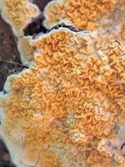 Attēlu rezultāti vaicājumam “Leucogyrophana sororia”