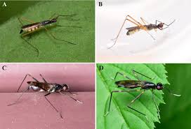 Attēlu rezultāti vaicājumam “Micropezidae”