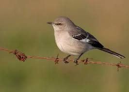 Image result for Mimus polyglottos