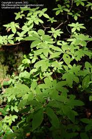 Attēlu rezultāti vaicājumam “Menziesia ferruginea”