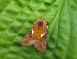 Attēlu rezultāti vaicājumam “Autographa excelsa”