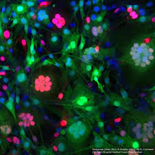 Attēlu rezultāti vaicājumam “Bryum funkii cells”