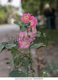Attēlu rezultāti vaicājumam “Alcea rosea bud”