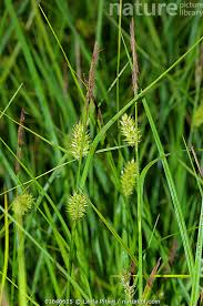 Attēlu rezultāti vaicājumam “Carex vesicaria”