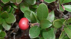 Attēlu rezultāti vaicājumam “Arctostaphylos uva-ursi leaf”