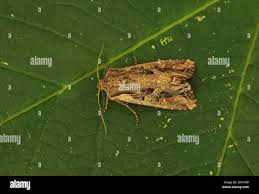 Attēlu rezultāti vaicājumam “Lacanobia suasa”