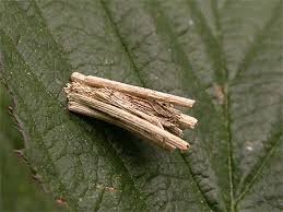 Attēlu rezultāti vaicājumam “Psyche casta larva”