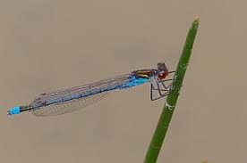 Attēlu rezultāti vaicājumam “Erythromma najas”